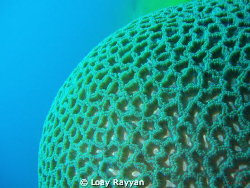 Brain Coral by Loay Rayyan 